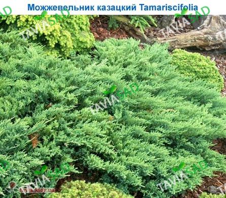 Можжевельник Tamariscifolia 3л