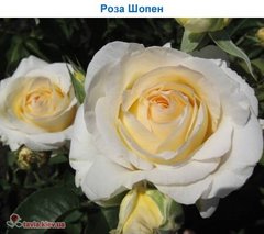 Роза Шопен  4л Роза Chopin