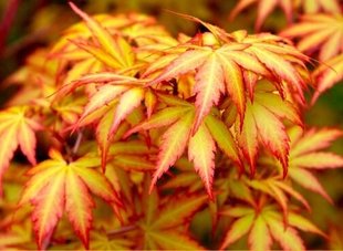 Клен palmatum Orange Dream 35л h115-130см d80-110см