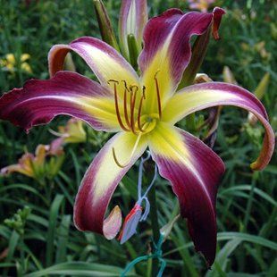Лилейник Applique - Hemerocallis Applique