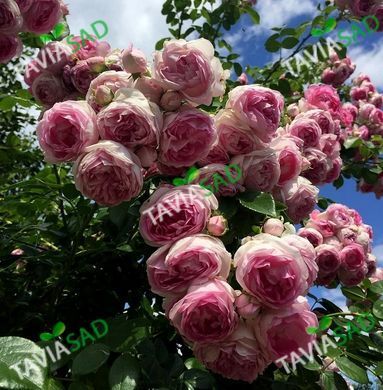 Роза Жасмина 5л