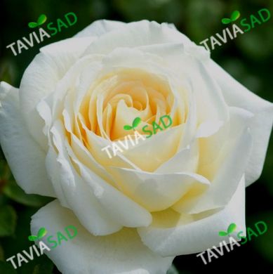 Троянда Еліна 4л