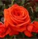 Троянда Саліта 7л