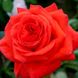Троянда Саліта 7л