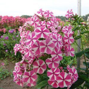 Флокс Pappermint Twist - Phlox Pappermint Twist