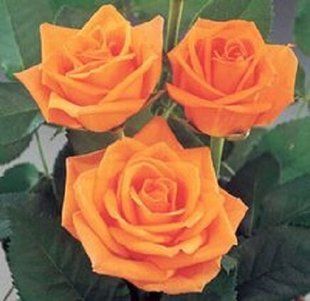 Роза Картагена- Rose Cartagena