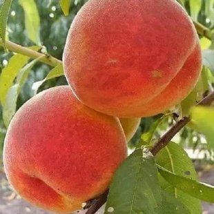 Персик Роял Глори 7л 3 года