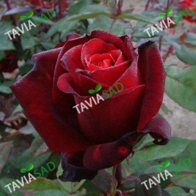 Троянда Баркарола 3-4 л