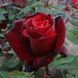 Троянда Баркарола 3-4 л
