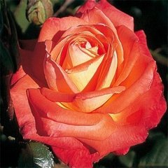 Троянда Конігин де Роузен 7,5л 4 роки