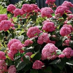 Гортензия Arborescens Pink Pincushion 3л