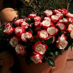 Троянда Ностальжі 7,5л 4 роки
