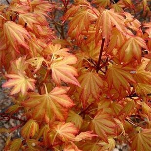 Клён palmatum Orange Dream 10л 140-150 см