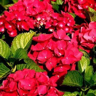 Гортензия Tea Time Hot Red  3-5 цветоносов 4л