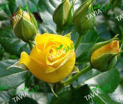 Роза Фрезия - Rose Friesia 2л