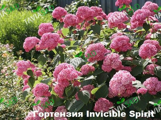 Гортензия arborescens INVINCIBELLE Spirit 10 л 60-80 см