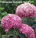 Гортензия arborescens INVINCIBELLE Spirit 10 л 60-80 см