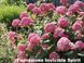 Гортензия arborescens INVINCIBELLE Spirit 10 л 60-80 см