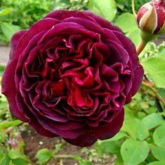 Саженцы розы Дэвида Остина. Английские розы