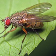 Инсектициды от мух
