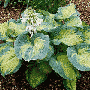 Хоста Color Glory - Hosta Color Glory