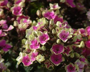 Флокс Неон Ареол - Phlox Neon Aureole (корневище)