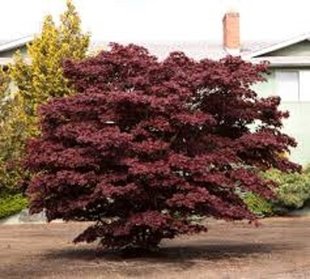 Клен palmatum Bloodgood 35л h100-140см d 80-120см