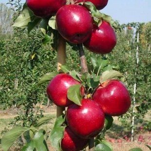 Яблоня Моди ЗКС 15л (3 года)