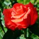 Троянда Корвет 4л