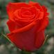 Троянда Корвет 4л