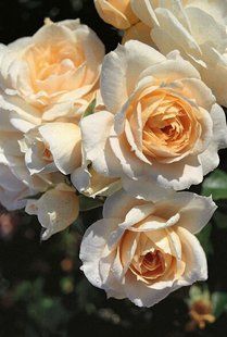 Роза Лионс - Rose Lions