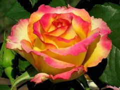 Роза Конфетти 4л - Rose Confetti
