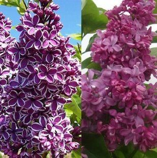 Сирень Б.Хмельницкий+Сенсация  25л 100-150 см (2 сорта на одном кусте)