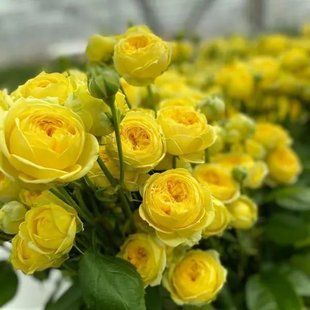 Роза Каталина 7 л