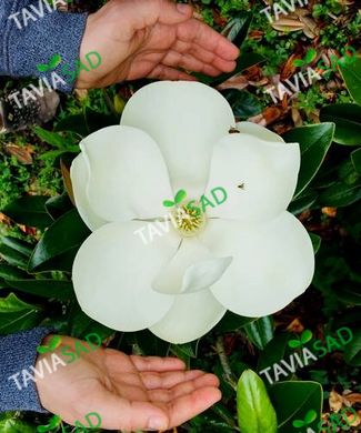 Магнолия Grandiflora 15л h 85-90 d 60-70