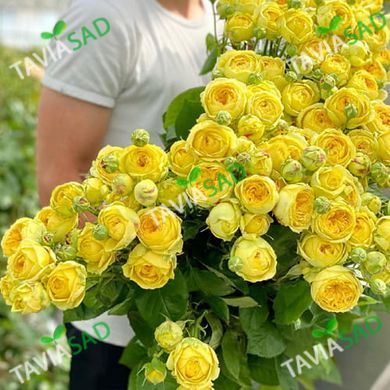 Роза Каталина 7 л