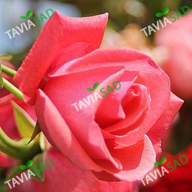 Троянда Лавінія 4л