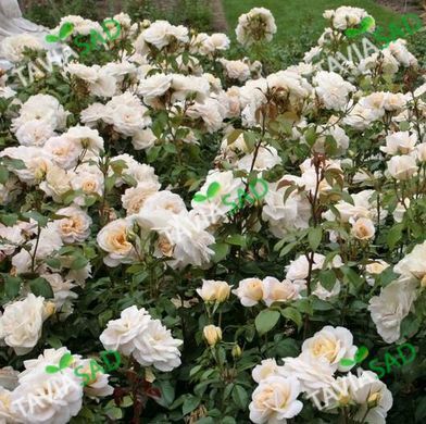 Роза Лионс - Rose Lions