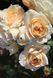 Роза Лионс - Rose Lions