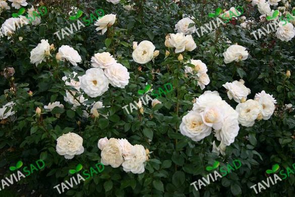 Роза Лионс - Rose Lions