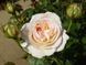 Роза Лионс - Rose Lions
