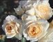 Роза Лионс - Rose Lions