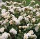 Роза Лионс - Rose Lions