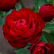 Троянда Торнадо 7,5л 4 роки