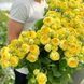 Роза Каталина 7 л