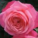Троянда Лавінія 4л