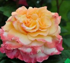 Роза Акварель - Rose Aquarell