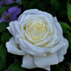 Саджанці троянди білі