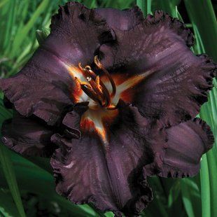 Лилейник Longfields Black Magic корневище