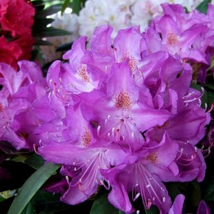 Рододендрон Purpureum Grandiflorum 5 литров